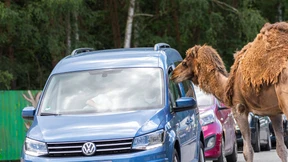 Eher Dromedar als Trampeltier