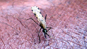 60 Prozent weniger Malariatote seit dem Jahr 2000