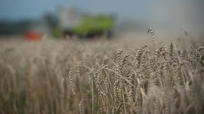 Boden zu weich zum Ernten