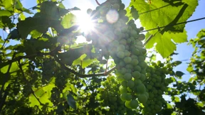 Neue Reben, neues Glück