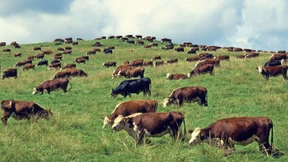 Weideland wird knapp