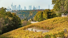 Neustart für das Weingut der Stadt Frankfurt
