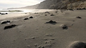 Ein Strand voller toter See-Elefanten