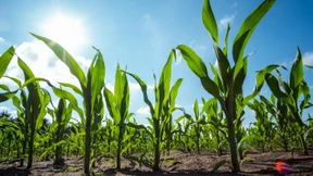 Forschung schlägt Wirtschaft und Politik