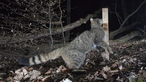 Spuren an Lockstöcken