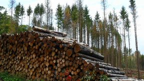 Klimawandel bedroht Artenvielfalt in Hessen