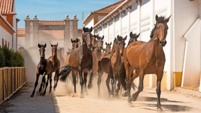 Ein königliches Vergnügen