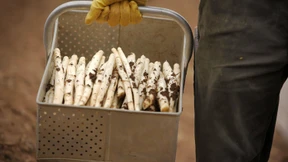 „Mindestlohn macht Kilo Spargel um 50 Cent teurer“