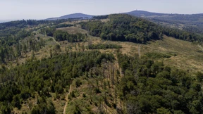 Hessens Wälder haben sich etwas erholt