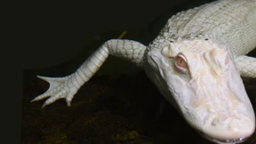 Gezüchtet. Geliebt. Gepeinigt.