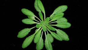 Was Lärm mit Pflanzen macht