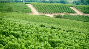 Am Weinregal hört der Patriotismus auf