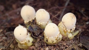 Wie eine Schmarotzerpflanze ihr Unheil treibt