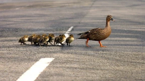 Gehwege für Enten in Großbritannien