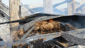 86 Kamele verbrennen im Schwarzwald