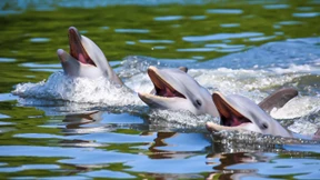 Wieso die Ozeanerwärmung Wale und Delfine bedroht