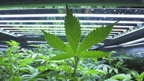 Der legale Handel mit Cannabis