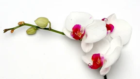 Wie Hochsensible im Beruf bestehen