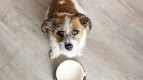 Wenn das Haustier mit ins Grab darf