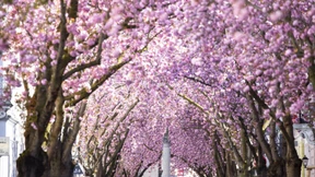 Frühlingserwachen in Bonn