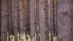 Wie der Wald unter dem Klimawandel leidet