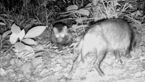 Marderhund, du wurdest gerade gefilmt