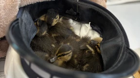 Polizei rettet verwaisten Entenküken das Leben