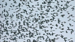 Sag mir, wo die Vögel sind