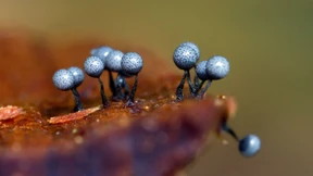 Schlau wie Schleimpilz