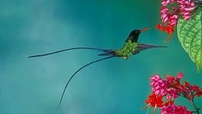 So schlägt das Herz