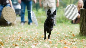 Frankfurts Hundeschulen verdienen ein „Wau!“