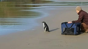 Kleiner Pinguin darf zurück in die Wildnis