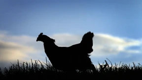 Warum es dieses Jahr kaum Freiland-Eier gibt