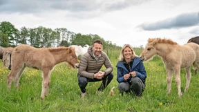 Rinder, Island-Fohlen und ein Wolf