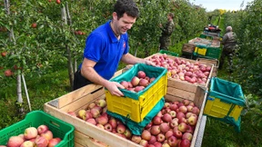 Der Deutschen liebstes Obst wird teurer