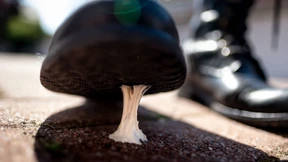 Kaugummi überführt Täter in Mordfall