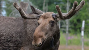 Elch verirrt sich in Stockholmer Innenstadt