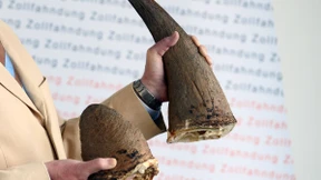 Zöllner beschlagnahmen Nashorn-Hörner