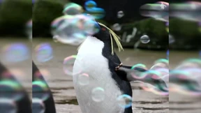 Seifenblasen erfreuen Pinguine 