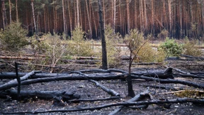 Feuerwehr wässert Brandgebiete, um ein Wiederanfachen der Feuer zu vermeiden