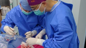 Erstmals Schweinelunge in einen Menschen transplantiert