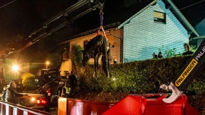 Erschöpftes Pferd mit Kran aus Garten gerettet