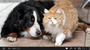 Hundewelpen und Bewerbungsgespräche