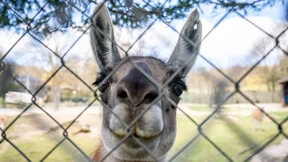 Zoos spüren finanzielle Einbußen