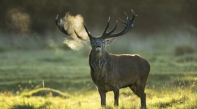 Der alles entscheidende Schuss