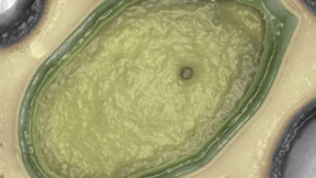 Der Riese unter den Viren