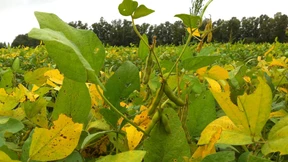 Klage gegen Zulassung einer Gen-Sojabohne von Monsanto gescheitert