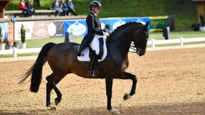 Das Pferd passt auf die Reiterin auf