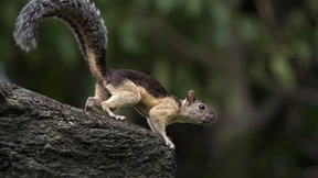 Der Teufel ist ein Eichhörnchen