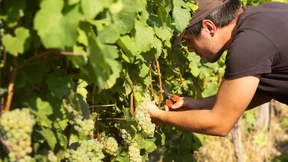 Vor einem hervorragenden Wein-Jahrgang